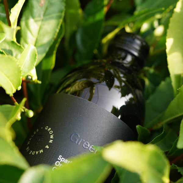 A bottle of Peterston Tea Original Green kombucha nestled in fresh tea leaves from their Welsh farm.